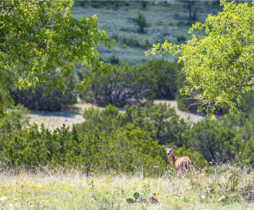 Buena Vista Estates June 2022-26 Copy 3